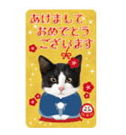 可愛い猫写真でご挨拶♪BIGな年賀スタンプ（個別スタンプ：1）