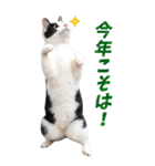 可愛い猫写真でご挨拶♪BIGな年賀スタンプ（個別スタンプ：17）