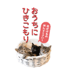 可愛い猫写真でご挨拶♪BIGな年賀スタンプ（個別スタンプ：18）