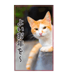 可愛い猫写真でご挨拶♪BIGな年賀スタンプ（個別スタンプ：22）