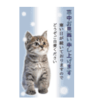 可愛い猫写真でご挨拶♪BIGな年賀スタンプ（個別スタンプ：24）