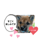 柴犬のふく太郎（個別スタンプ：3）