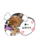 柴犬のふく太郎（個別スタンプ：4）