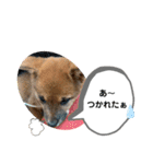 柴犬のふく太郎（個別スタンプ：5）