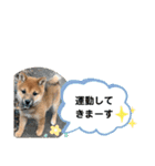 柴犬のふく太郎（個別スタンプ：6）