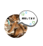 柴犬のふく太郎（個別スタンプ：8）