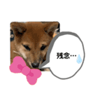 柴犬のふく太郎（個別スタンプ：9）