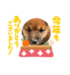 柴犬のふく太郎（個別スタンプ：20）