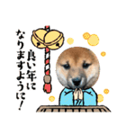 柴犬のふく太郎（個別スタンプ：21）