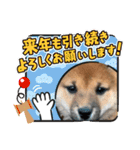 柴犬のふく太郎（個別スタンプ：23）