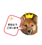 柴犬のふく太郎（個別スタンプ：24）