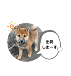 柴犬のふく太郎（個別スタンプ：30）