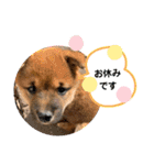 柴犬のふく太郎（個別スタンプ：33）