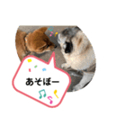 柴犬のふく太郎（個別スタンプ：35）