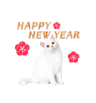 猫たちから年末年始の可愛いご挨拶♪2021（個別スタンプ：5）