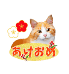 猫たちから年末年始の可愛いご挨拶♪2021（個別スタンプ：8）