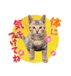 猫たちから年末年始の可愛いご挨拶♪2021（個別スタンプ：13）