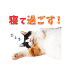 猫たちから年末年始の可愛いご挨拶♪2021（個別スタンプ：14）