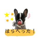 フレンチブル姫ちゃん 気まぐれスタンプ①（個別スタンプ：36）