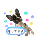 フレンチブル姫ちゃん 気まぐれスタンプ①（個別スタンプ：39）