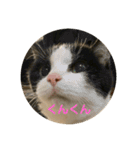 ちびみや11（個別スタンプ：4）