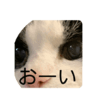 ちびみや11（個別スタンプ：5）