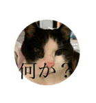 ちびみや11（個別スタンプ：7）