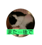 ちびみや11（個別スタンプ：12）