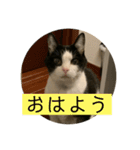 ちびみや11（個別スタンプ：15）