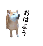 柴犬の年賀スタンプ（個別スタンプ：15）