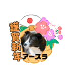 ピースワンコ保護犬スタンプワンだふるver2（個別スタンプ：1）