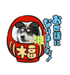 ピースワンコ保護犬スタンプワンだふるver2（個別スタンプ：3）