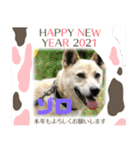 ピースワンコ保護犬スタンプワンだふるver2（個別スタンプ：4）