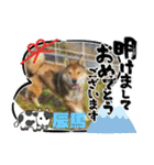 ピースワンコ保護犬スタンプワンだふるver2（個別スタンプ：5）