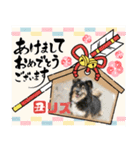 ピースワンコ保護犬スタンプワンだふるver2（個別スタンプ：6）