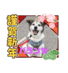 ピースワンコ保護犬スタンプワンだふるver2（個別スタンプ：7）