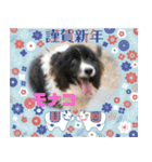 ピースワンコ保護犬スタンプワンだふるver2（個別スタンプ：8）