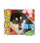 ピースワンコ保護犬スタンプワンだふるver2（個別スタンプ：12）