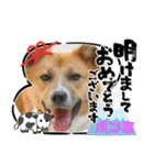 ピースワンコ保護犬スタンプワンだふるver2（個別スタンプ：13）