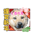 ピースワンコ保護犬スタンプワンだふるver2（個別スタンプ：14）