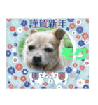 ピースワンコ保護犬スタンプワンだふるver2（個別スタンプ：15）