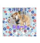 ピースワンコ保護犬スタンプワンだふるver2（個別スタンプ：16）