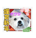 ピースワンコ保護犬スタンプワンだふるver2（個別スタンプ：17）