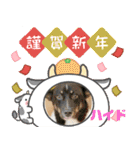 ピースワンコ保護犬スタンプワンだふるver2（個別スタンプ：18）