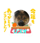 ピースワンコ保護犬スタンプワンだふるver2（個別スタンプ：19）