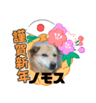 ピースワンコ保護犬スタンプワンだふるver2（個別スタンプ：20）