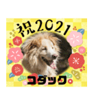 ピースワンコ保護犬スタンプワンだふるver2（個別スタンプ：21）