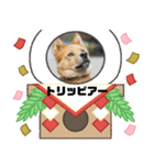 ピースワンコ保護犬スタンプワンだふるver2（個別スタンプ：22）