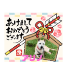 ピースワンコ保護犬スタンプワンだふるver2（個別スタンプ：24）