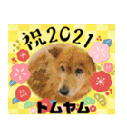 ピースワンコ保護犬スタンプワンだふるver2（個別スタンプ：25）